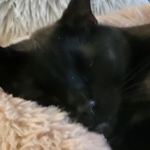 Meet your Posher, Xaviera